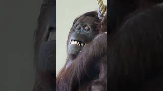 The funniest smiling orangutan evershortsfunnyvideosorangutansfunnyanimalszoorespect [upl. by Yerkovich468]