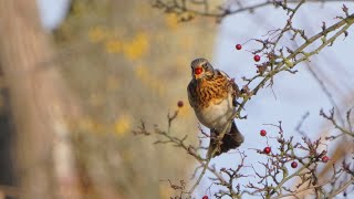 4K Kwiczoł zajada się owocami głogu  Fieldfare foraging on hawthorn berries  Turdus pilaris [upl. by Schilling]