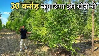 किसान ने अपने खेत में बनाया चंदन का जंगल  Chandan Ki Kheti Sandalwood Farming [upl. by Daisie876]