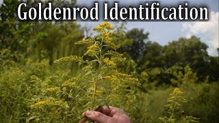 How to Identify Canadian Goldenrod  Wild Plant Identification [upl. by Aaron816]