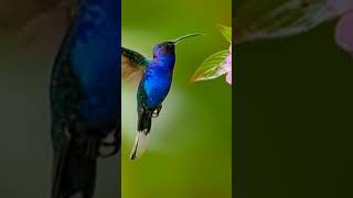 Hummingbird flying near flower hummingbird birds nature environment shorts flying [upl. by Ahseram]