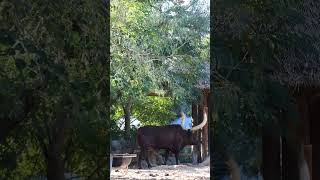 This bovine has one of the biggest horns of any cattle amp those horns actually act like radiators [upl. by Afrikah]