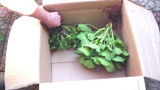 How to Store Geraniums Over Winter [upl. by Gerda]