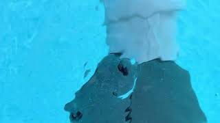 INTEX ZX300 POOL AUTOMATIC POOL CLEANER IN ACTION CLIMBING WALLS [upl. by Tavi92]