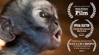 Baby Monkeys Fighting For Survival  Vervet Forest Documentary [upl. by Trudey]