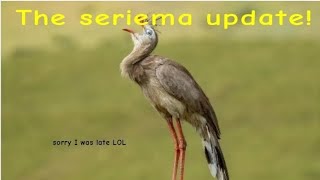 The seriema is here creds to shinygriffin for the background music [upl. by Petrina270]