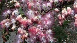 Calliandra surinamensis and Calliadra haematocephala Pink Powder Puff Tree [upl. by Trilly]