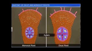 CBSE Class 11 Biology  Anatomy of Dicot and Monocot Roots  By Shiksha House [upl. by Meijer290]