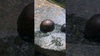 Amazing Timelapse  River Snail Move [upl. by Williams605]