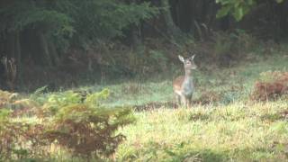 Deer of the Wyre Forest [upl. by Cuyler]