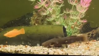 Highway CatfishTachysurus Trilineatus [upl. by Eniladam820]