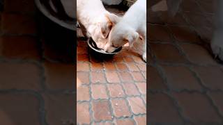 Milking puppys dog puppy milking ytshorts trending viralvideo viralshorts dogshorts love [upl. by Yonah]