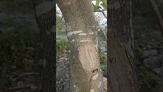 Crustose lichen symbiosis association shorts shortvideo shortsviral [upl. by Wahs]