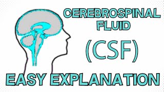 Cerebrospinal Fluid CSF explained in 3 Minutes  Function Composition Circulation [upl. by Publea]