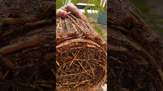 Areca palm plant propagation gardening plants arecapalm balconygardening [upl. by Azer]