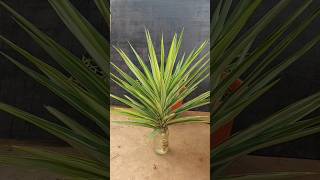 Give The Gift Of LIFE With This Easy Yucca Propagation Trick🪴 [upl. by Ginevra]