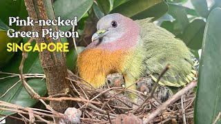 Pinknecked Green Pigeon feeding crop milk to his children [upl. by Faus]