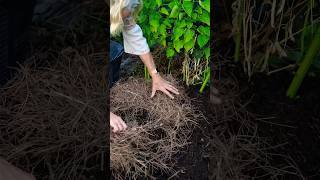 Mulching Your Garden with Pine Needles  Is it a Good Idea [upl. by Rodina]