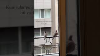 Kumrular Gelecekleri Yerleri Biliyorlar  Dr Burcu Kardas Arslan [upl. by Eehsar742]