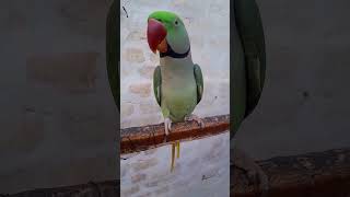 Mithu Mithu 🦜 talkingparrot shorts [upl. by Copland]