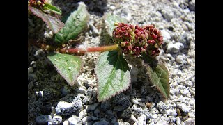 Médecine rurale Euphorbe Hérissée  Euphorbia hirta [upl. by Ise]