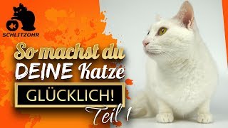 🔥So machst du deine Katze glücklich  5 Tipps  Teil 1 von 3 [upl. by Karlik514]