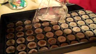 starting seeds indoors peat moss pots [upl. by Alvin]