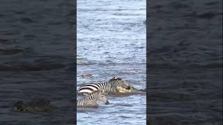 Chaos at the Mara River crossings Masai Mara Kenya [upl. by Ennoitna]