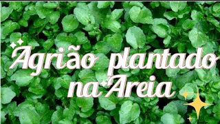 DICAS DE COMO PLANTAR AGRIÃO NA AREIA E COLHER O ANO TODO [upl. by Eidak]