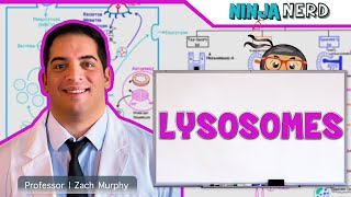 Cell Biology  TaySachs Fabry Gaucher NiemannPick Disease [upl. by Rotkiv]