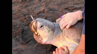 Biologists Remove Plastic Fork Stuck in Sea Turtles Nose [upl. by Eenattirb638]