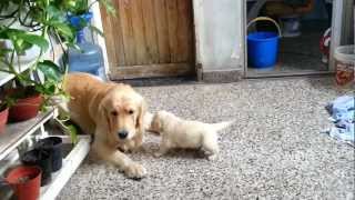 Golden Retriever puppies [upl. by Gerbold]