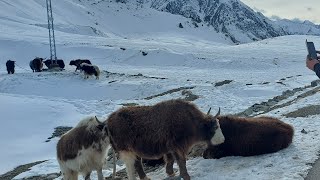 Sost to Khunjerab National Park trending nature travel mountains bike [upl. by Surdna37]