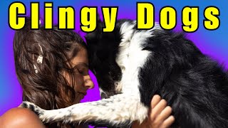 Top 11 Clingiest Dog Breeds [upl. by Prud]