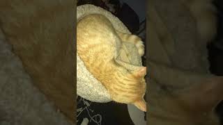 Cat breathing fast labored asthma pneumonia clavamox male orange kitten [upl. by Vrablik]