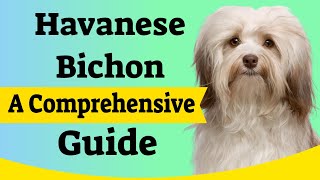 🐾 Havanese Bichon A Comprehensive Guide [upl. by Atihcnoc895]