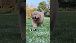 Cute golden retriever puppy🐾 [upl. by Oremar]