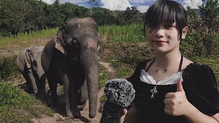 asmr with elephants 🐘 🇹🇭 Chiang Mai Thailand [upl. by Anali981]