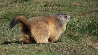 Les marmottes en dessous du lac de lEychauda [upl. by Aneerbas]