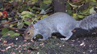 Squirrel burying nuts HD [upl. by Iren]