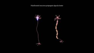 Myelinated vs Nonmylenated [upl. by Cari]