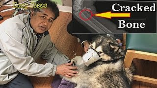 Sheru Going In For Surgery  Day 2  Alaskan Malamute  Car Accident [upl. by Shandy]