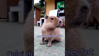 Capybaraaaa [upl. by Axia]