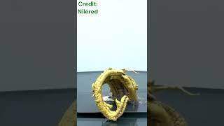 Fascinating Pharaohs Serpent Reactionscienceexperiment shorts scienceexperiment chemistry [upl. by Anotyad]