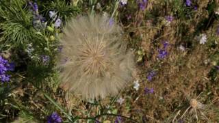 Western Salsify Tragopogon dubius [upl. by Lonier462]