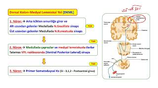 SOMATİK DUYU YOLLARI [upl. by Clapp911]