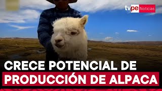 Concursos de alpacas una alternativa atractiva para familias productoras de estos animales [upl. by Amaleta]