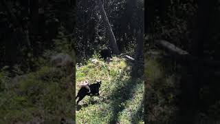 Karelian Bear Dog doing what she loves [upl. by Edac]