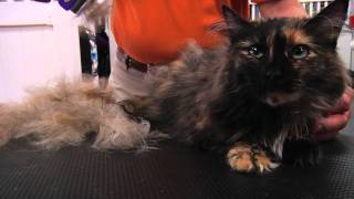 FURminator Cat deShedding Demo [upl. by Maddi]