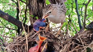 common babbler bird feeding her kids birdsandbaby8259 [upl. by Urdna706]